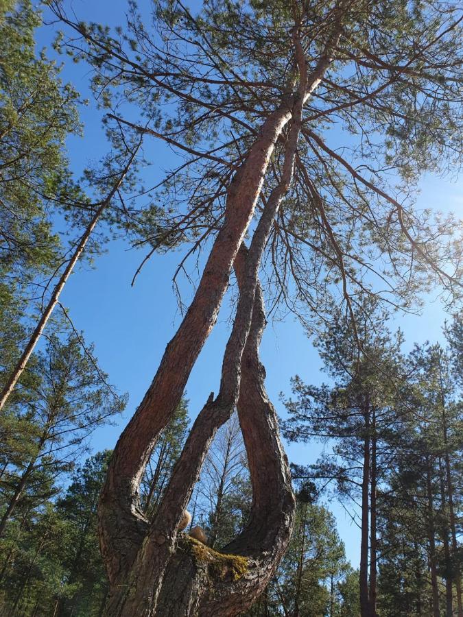 Skrawek Nieba Borsk Villa Eksteriør billede